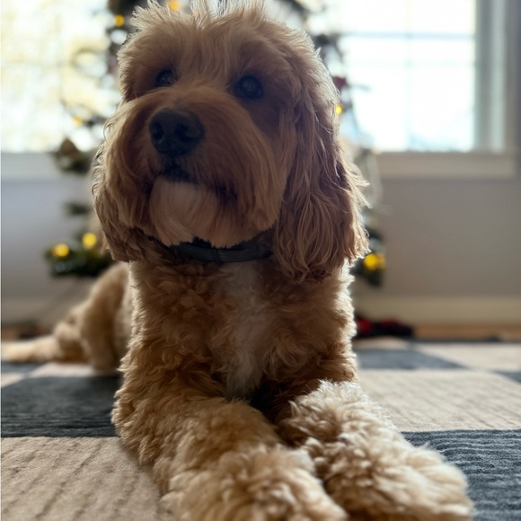 Meet your Posher, Andrea - Picture 2 of 2